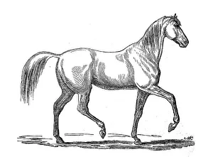 Horse in the pass, Amble, Zeltergang