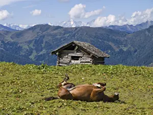 Horse on a pasture, Saukarlalm alpine pasture