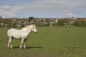 Horse, ponies grazing on pasture at edge of town