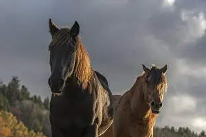 Horse portait in a mountain pasture. France