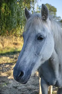 Horse, portrait of a mold in the pasture horse portrait mold pasture