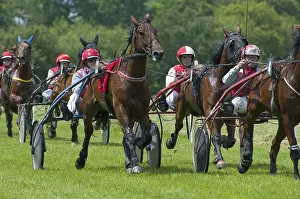 Horse racing, harness racing at the racecourse