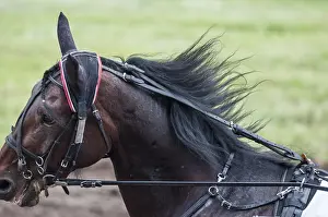 Horse racing is a type of testing horses on playfulness (speed)