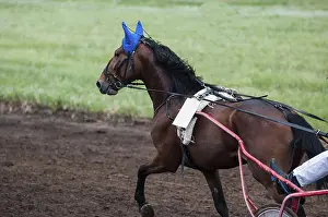 Horse racing is a type of testing horses on playfulness (speed)