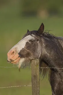 Horse resting its head on a fence post