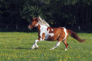 Horse running in a paddock, Lewitzer Pony