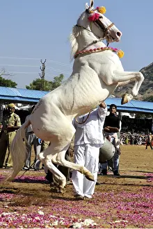 Category Historic EN Prints: Horse showing stunts at pushkar fair