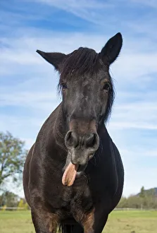 Horse sticks out his tongue, portrait