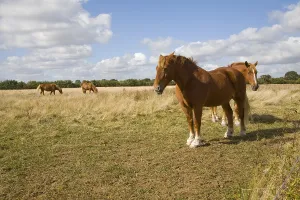 Horse stud, stables and tourist attraction at The Suffolk Punch Trust