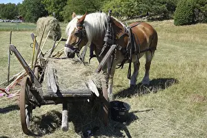 Horse in Sweden