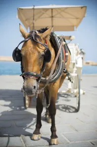 Horse and vintage carriage on the pier near the sea