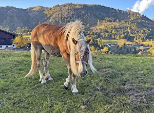 Framed Print : Horse walks across a pasture, behind it green and colorful mountain slopes