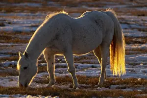 Horse in Winter at sunset Saskatchewan Canada