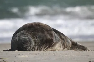 Horsehead seal