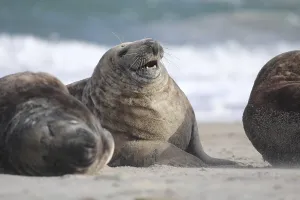 Horsehead seal