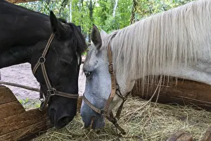 Two horses, one black and one white