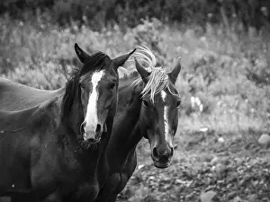 Horses, Black and White, Alaska