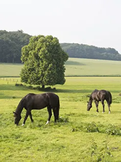 Two horses eat on a wide green pasture with trees in the background