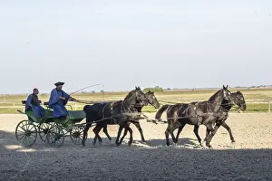Horses (Equus caballus) in front of a carriage