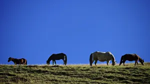 Horses (equus caballus) grazing peacefully in a meadow under a clear blue sky