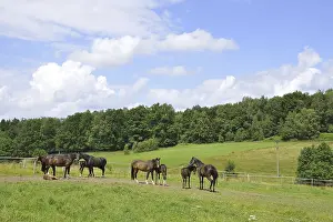 Horses (Equus ferus caballus)