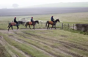 Horses being exercised on the gallops
