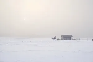 Horses on farm in cold winter misty morning