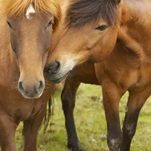 Horses in a field