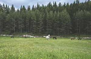 Horses in forest on green meadow
