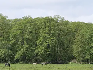 Several horses graze on a green meadow