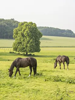 Two horses grazing on a green meadow