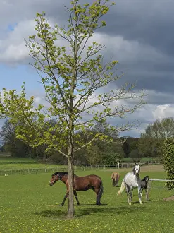 Several horses grazing on a green pasture next to a tree under a cloudy sky