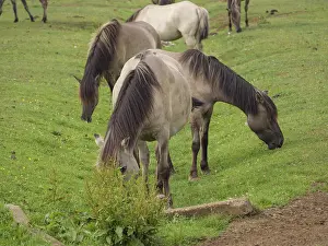 Several horses grazing peacefully on a green meadow