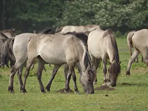 Several horses grazing peacefully on a green pasture