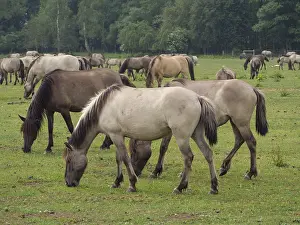 Horses grazing peacefully on a green pasture in a wide open landscape