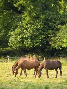 Three horses grazing peacefully on a sunlit meadow in front of dense foliage