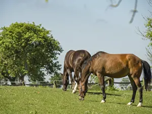 Two horses grazing quietly on a green pasture under a blue sky