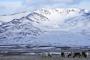 Horses grazing in the snow against a breathtaking mountain backdrop