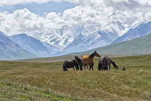 Horses grazing in front of the snow-capped mountains of the Tien Shan