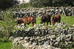 Horses grazing in a typical stone fence
