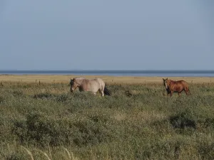 Two horses grazing on a wide meadow