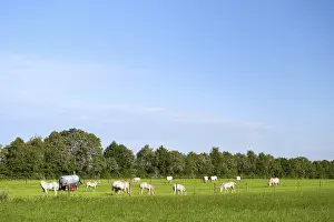 Horses in green pastures with clear blue sky