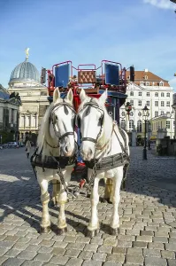 Two horses harnessed to the carriage