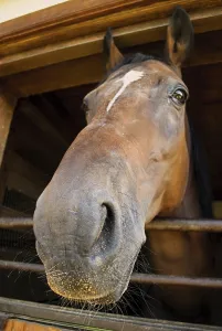 The horse's head looking out a stable<br> The horse's head looking out a stable