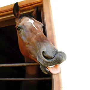 The horse's head looking out a stable<br> The horse's head looking out a stable