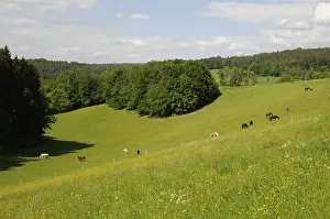Horses, horse, pasture, paddock