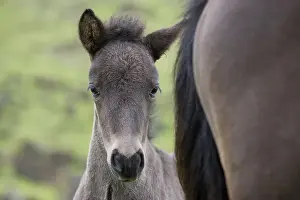 Horses, Iceland, Atlantic Ocean, Europe