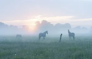 Horses in a meadow, a horse with a horse blanket
