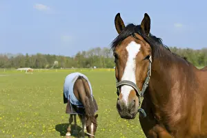 Horses in the meadows outdoor in nature