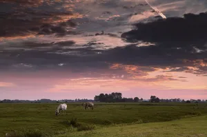 Two horses on morning pasture at sunrise